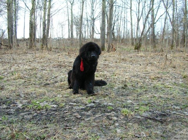 Фото: ньюфаундленд King of Helluland Dizzy Beauty