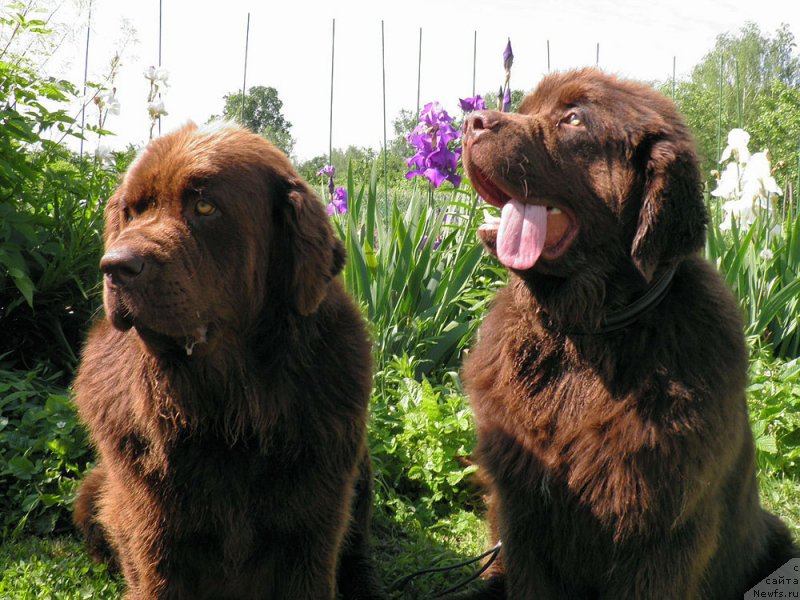 Фото: ньюфаундленд Velikiy Medved' Kameliya (Великий Медведь Камелия), ньюфаундленд Charli The Best Helfi Pel (Чарли Де Бест Хелфи Пэл)