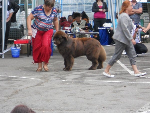 Фото: ньюфаундленд Newettas Zauran