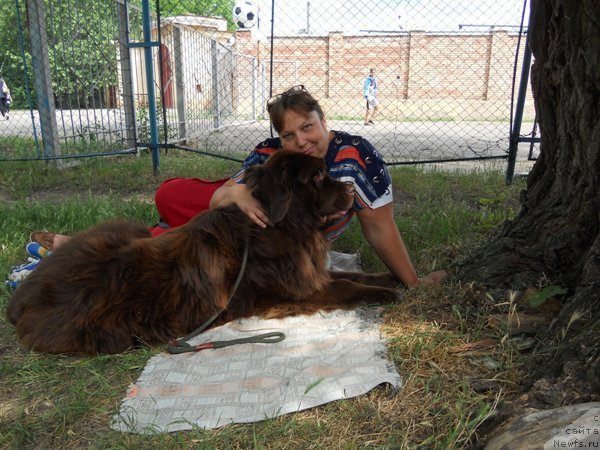 Фото: ньюфаундленд Newettas Zauran