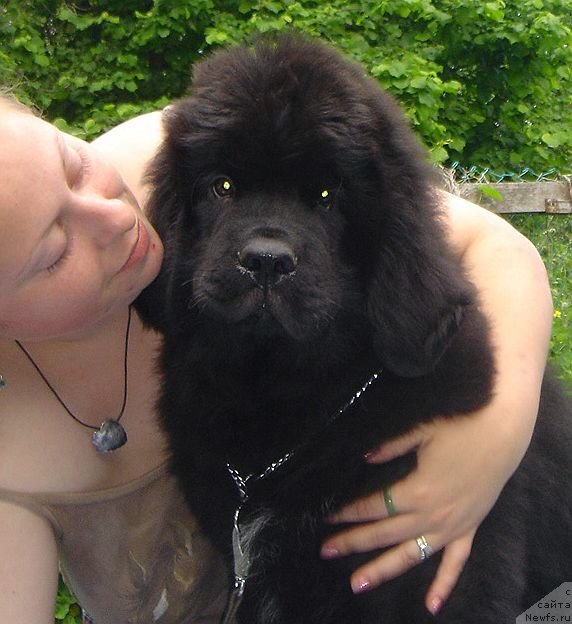 Фото: ньюфаундленд Bjornebandens Nancy Wilson, Dar'ya Vlasova (Дарья Власова)