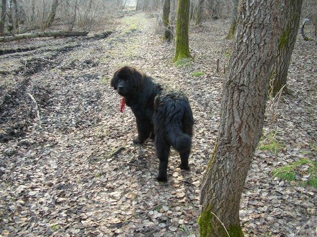 Фото: ньюфаундленд King of Helluland Dizzy Beauty