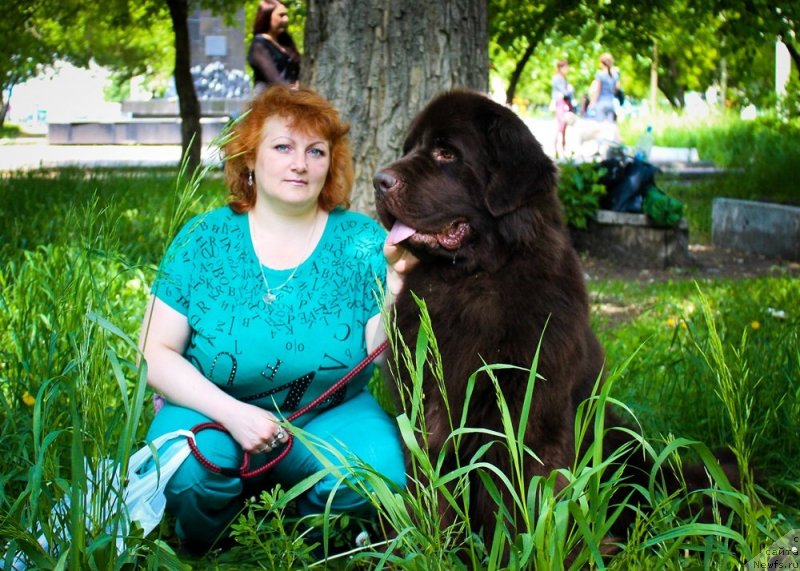 Фото: ньюфаундленд CHernyiy SHarm Amber Best Dog FO Marleon (Черный Шарм Амбер Бест Дог ФО Марлеон), Tat'yana SHayduk (Татьяна Шайдук)