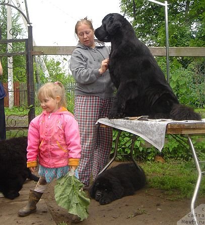 Фото: ньюфаундленд Dar Svezy Brilliant Idea (Дар Свезы Бриллиант Идеа), Dar'ya Vlasova (Дарья Власова)