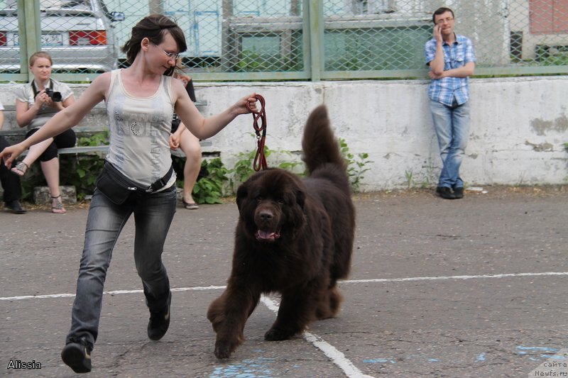 Фото: ньюфаундленд CHernyiy SHarm Amber Best Dog FO Marleon (Черный Шарм Амбер Бест Дог ФО Марлеон)