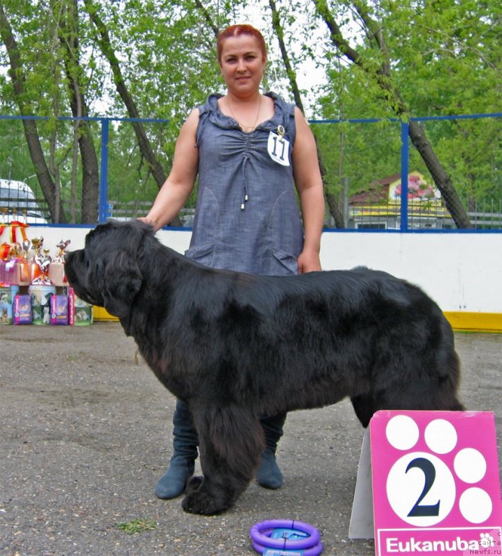 Фото: ньюфаундленд Uzuri vom Trieberg