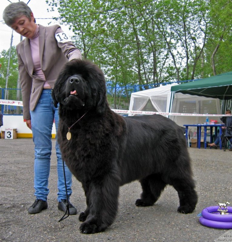 Фото: ньюфаундленд S'Nezhnaya Vjuga Avignonesi Capannelle (С'Нежная Вьюга Авиньонези Капаннеле)