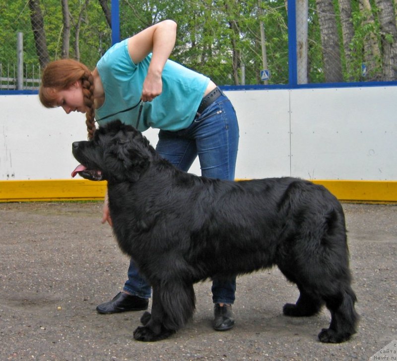 Фото: ньюфаундленд Rosinka Iskryaschayasya ot Sibirskogo Medvedya (Росинка Искрящаяся от Сибирского Медведя)