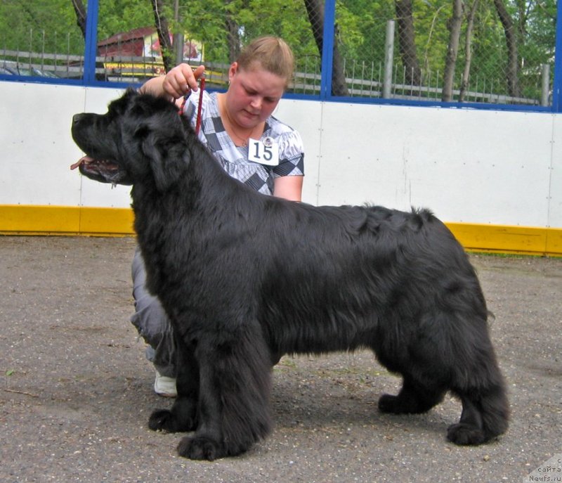 Фото: ньюфаундленд Markiza Angelov iz Tihogo Omuta (Маркиза Ангелов из Тихого Омута)