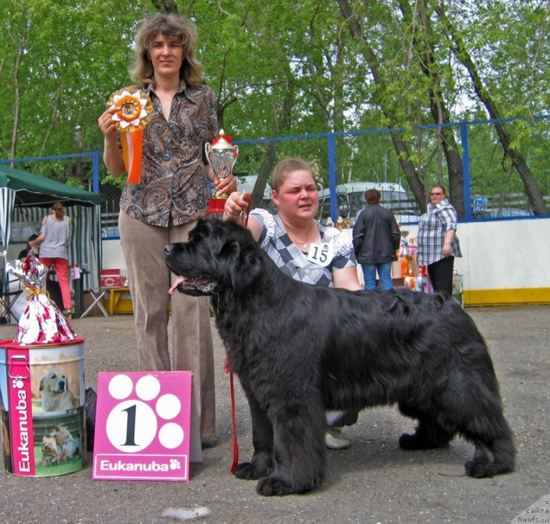 Фото: ньюфаундленд Markiza Angelov iz Tihogo Omuta (Маркиза Ангелов из Тихого Омута)