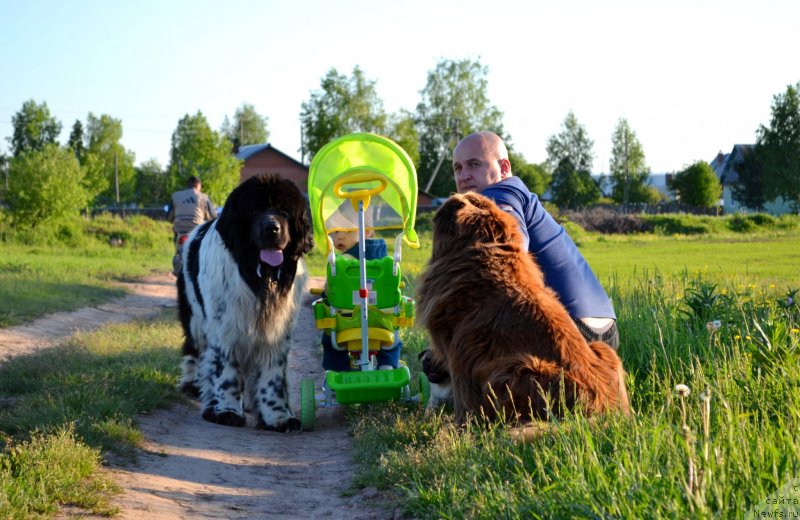 Фото: ньюфаундленд Super Bizon Ekaterinburg (Супер Бизон Екатеринбург), Aleksey Nistratov (Алексей Нистратов)