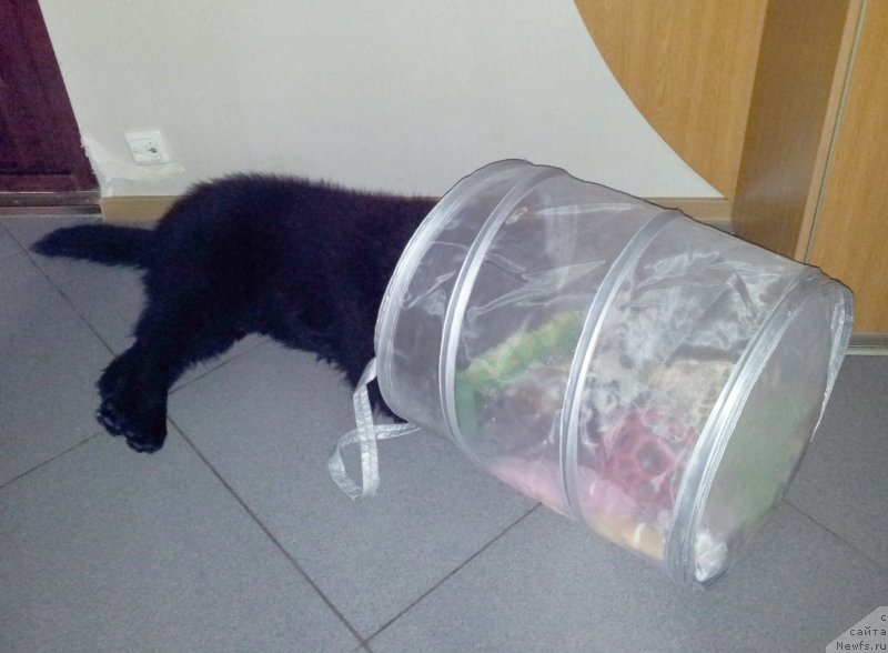 Фото: ньюфаундленд Beguschaya po Volnam Esperanto Etulo CHui (Бегущая по Волнам Есперанто Етуло Чуи)