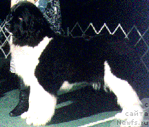 Фото: ньюфаундленд Kaylars New Year Resolution