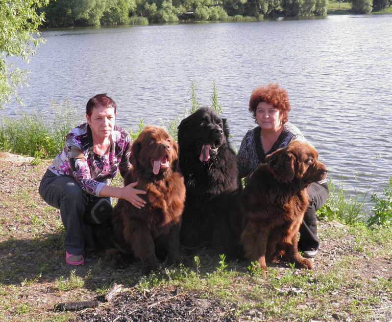 Фото: ньюфаундленд Charli The Best Helfi Pel (Чарли Де Бест Хелфи Пэл)