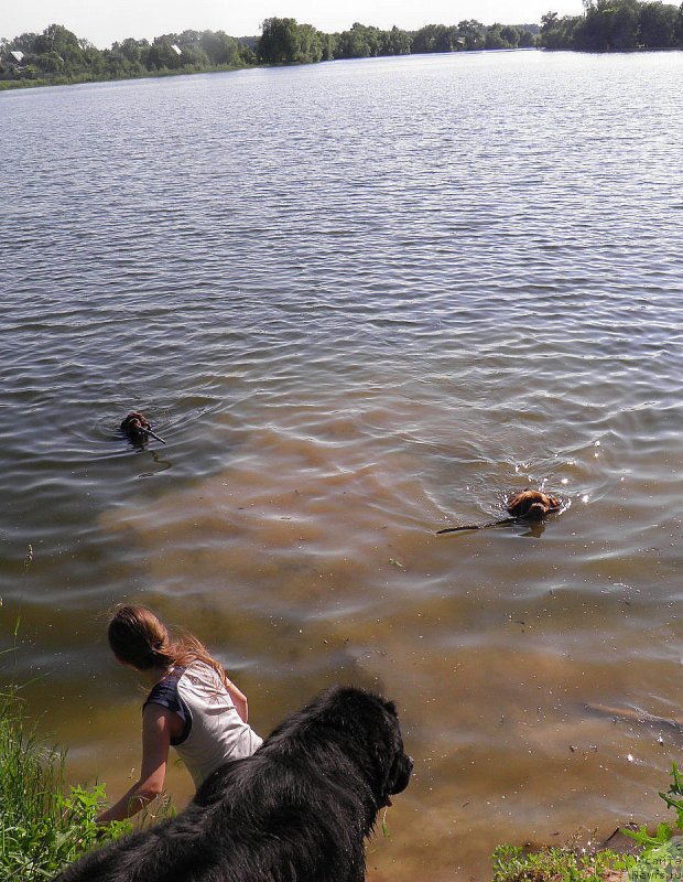 Фото: ньюфаундленд Charli The Best Helfi Pel (Чарли Де Бест Хелфи Пэл), ньюфаундленд Velikiy Medved' Kameliya (Великий Медведь Камелия)