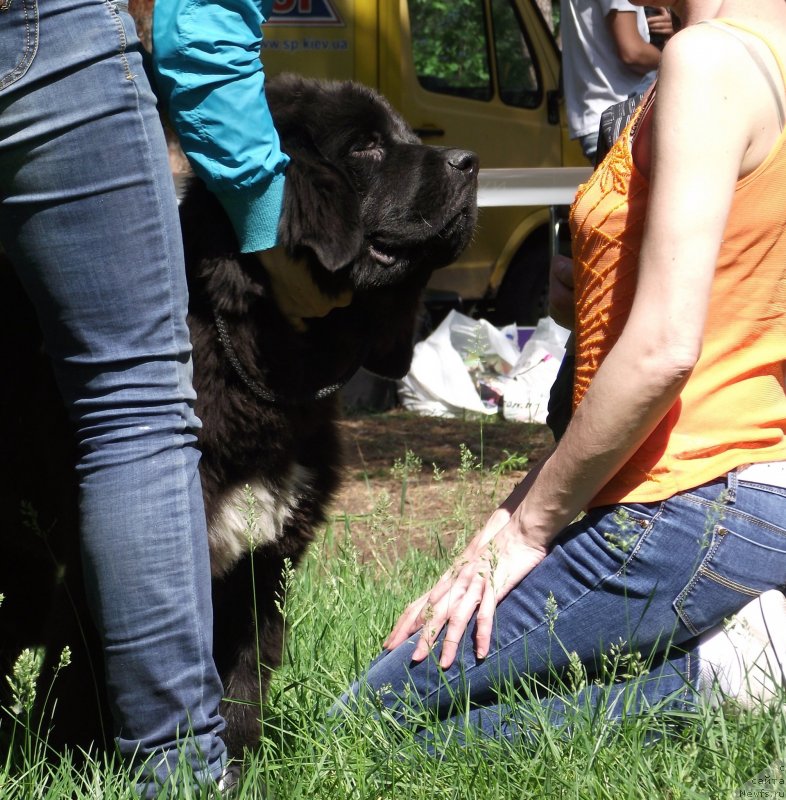 Фото: ньюфаундленд Big Sky Bear Biancaneve