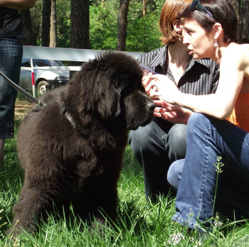 Фото: ньюфаундленд Big Sky Bear Brezza Di Mare