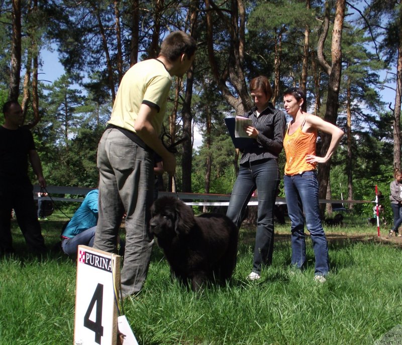 Фото: ньюфаундленд Big Sky Bear Brezza Di Mare
