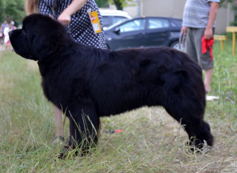 Фото: ньюфаундленд Beguschaya po Volnam Zillion (Бегущая по Волнам Зиллион)