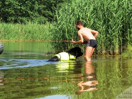 Фото: Aleksandr Hijnyak (Александр Хижняк), ньюфаундленд Akvatoriya Kelvin Kuindji (Акватория Келвин Куинджи)