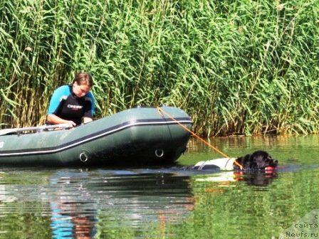 Фото: Kseniya Semikova (Ксения Семикова), ньюфаундленд Ai Love Rich (Ай Лав Рич)