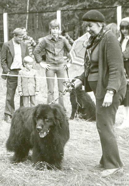 Фото: ньюфаундленд Sir  James (Сэр Джеймс)