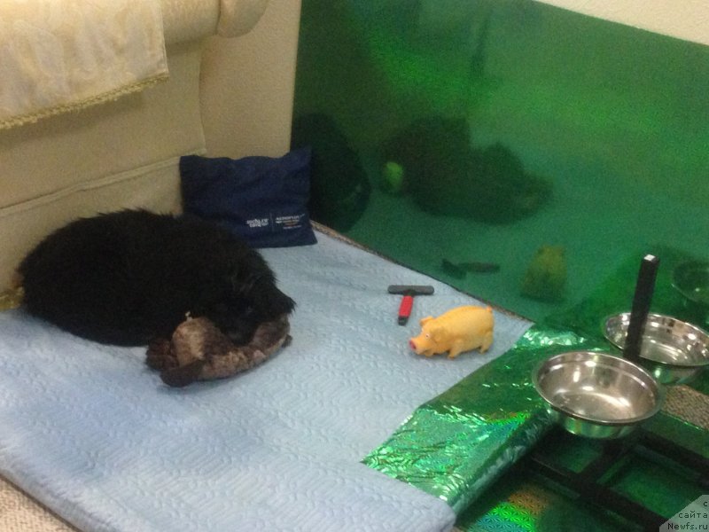 Фото: ньюфаундленд Piternyuf IMXO (Питерньюф ИМХО)