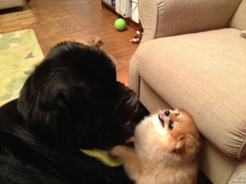 Фото: ньюфаундленд Restayling From SHipmyen (Рестайлинг Фром Шипмэн)