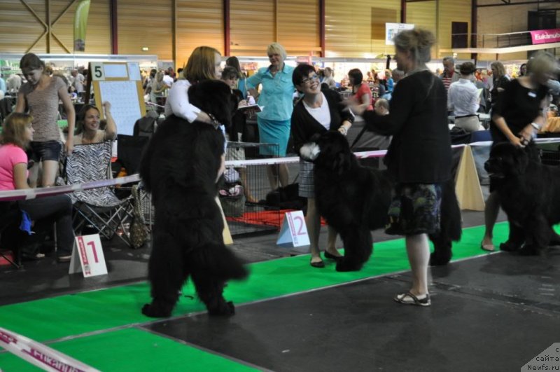 Фото: ньюфаундленд Kind Heart Midnight Bear