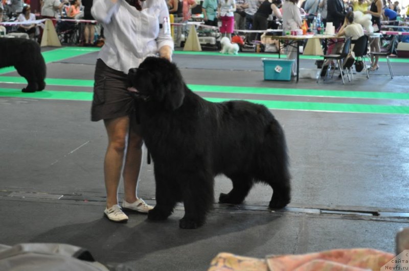 Фото: ньюфаундленд Kind Heart Midnight Bear