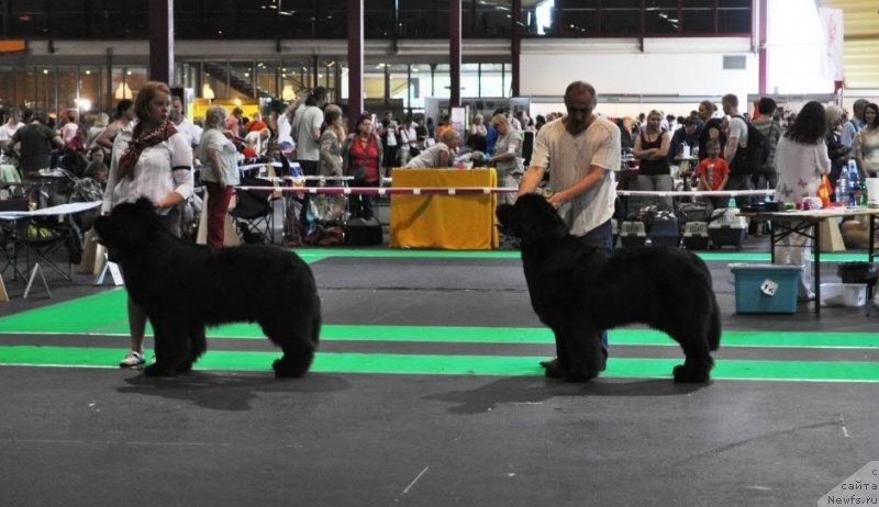 Фото: ньюфаундленд Kind Heart Midnight Bear, ньюфаундленд Zara Clark Zvezdnij Dar, G.Dauksa F.Aktuganov