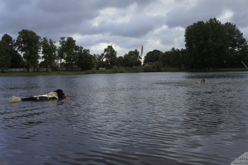 Фото: ньюфаундленд Don't Worry Be Happy de L'Etoile de Cyrice