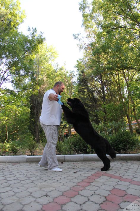Фото: ньюфаундленд Zvezdnij Dar Afina dlja Berega Dona (Звездный Дар Афина для Берега Дона), Kiril Ermakov (Кирил Ермаков)