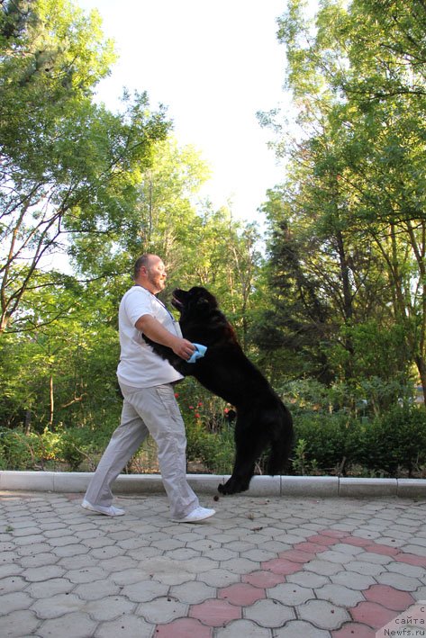 Фото: ньюфаундленд Zvezdnij Dar Afina dlja Berega Dona (Звездный Дар Афина для Берега Дона), Kiril Ermakov (Кирил Ермаков)