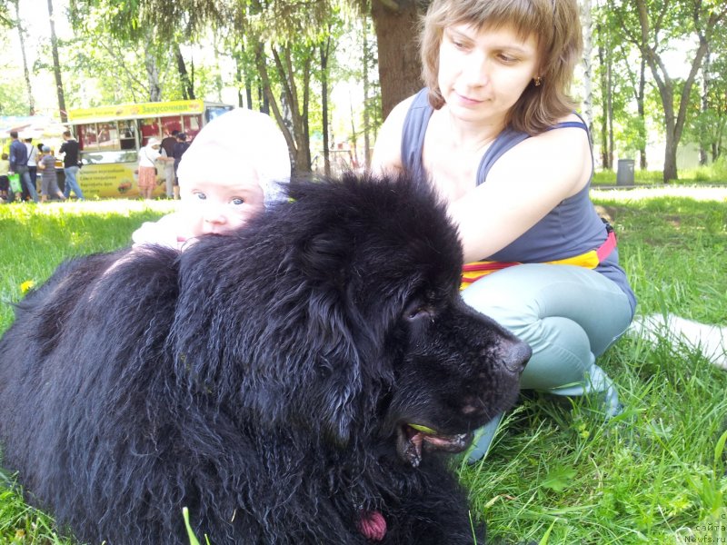 Фото: ньюфаундленд Kapitan N'yufort (Капитан Ньюфорт)