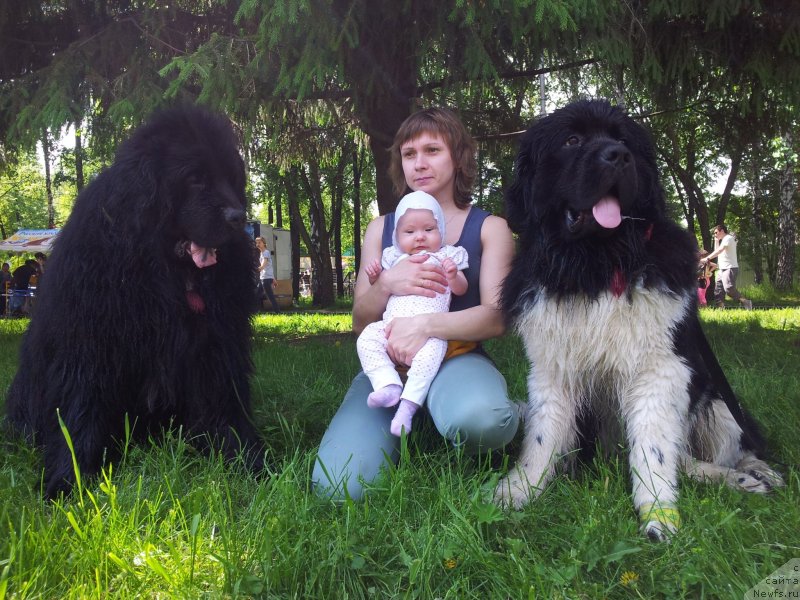 Фото: ньюфаундленд Kapitan N'yufort (Капитан Ньюфорт), Irina Verovenko (Ирина Веровенко), Полинка, ньюфаундленд Super Bizon Zlatogor (Супер Бизон Златогор)