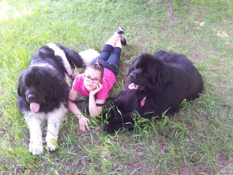 Фото: [d8156]  Настя, ньюфаундленд Super Bizon Zlatogor (Супер Бизон Златогор)
