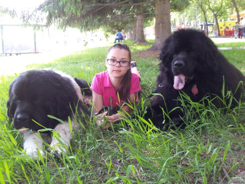 Фото: ньюфаундленд Kapitan N'yufort (Капитан Ньюфорт), Настя, ньюфаундленд Super Bizon Zlatogor (Супер Бизон Златогор)