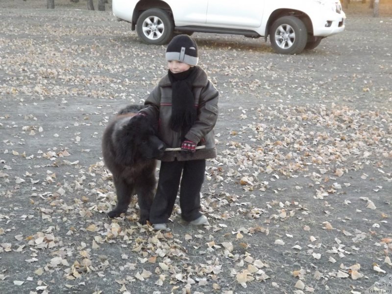 Фото: ньюфаундленд Bi Perfekt Arabella (Би Перфект Арабелла)