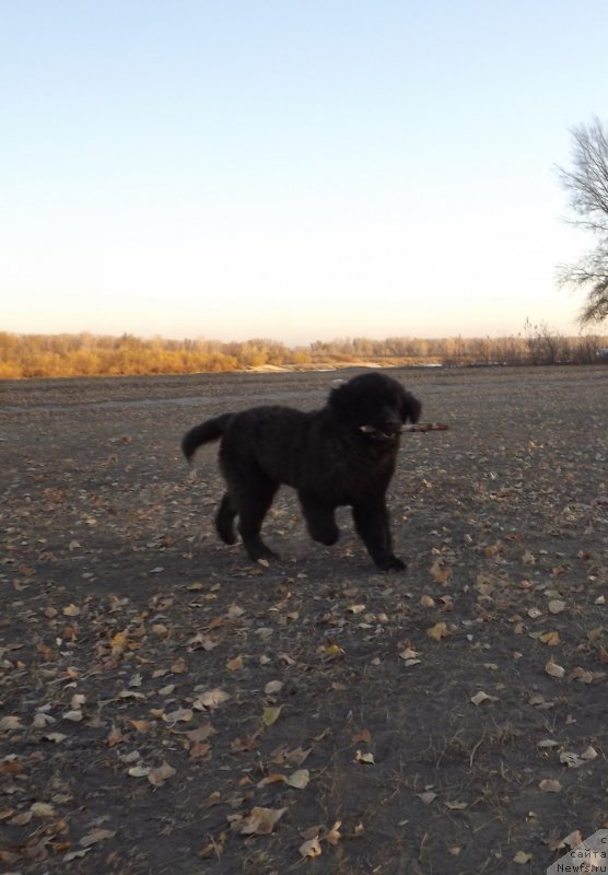 Фото: ньюфаундленд Bi Perfekt Arabella (Би Перфект Арабелла)