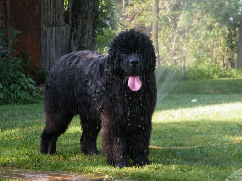 Фото: ньюфаундленд Аlpha Tauri Dinastiya Soverchenstva (Альфа Таури Династия Совершенства)