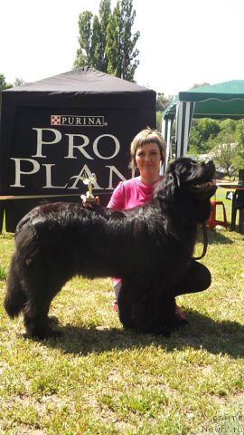 Фото: ньюфаундленд Vanilla Sky Lady Super Mishka, Svetlana Samborskaya (Светлана Самборская)