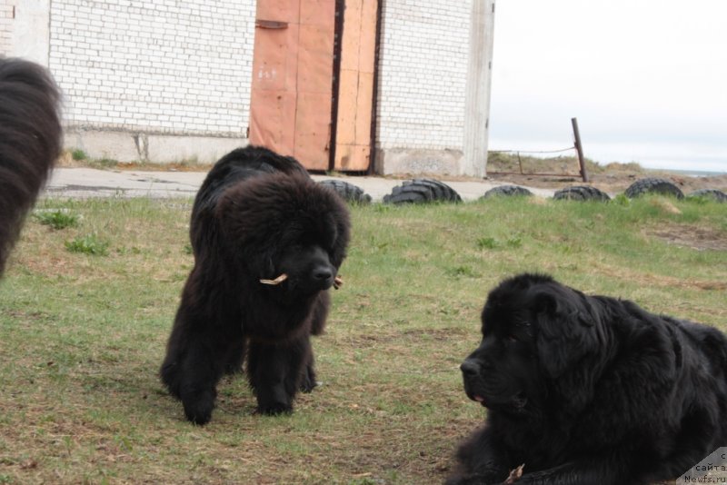 Фото: ньюфаундленд YAvnaya Krasota (Явная Красота)