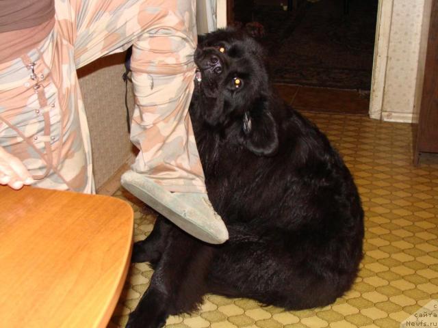 Фото: ньюфаундленд CHelendjer (Челенджер)