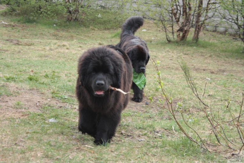 Фото: ньюфаундленд YAvnaya Krasota (Явная Красота)