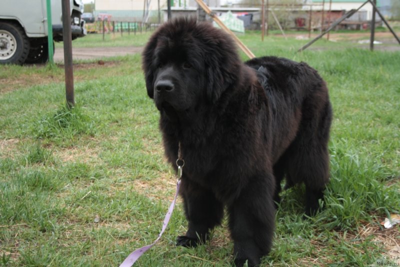 Фото: ньюфаундленд YAvnaya Krasota (Явная Красота)