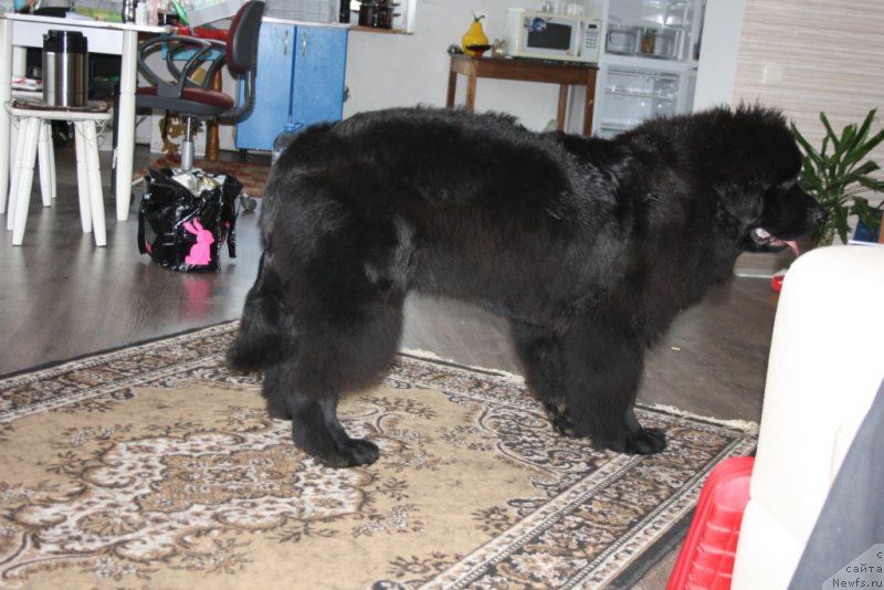 Фото: ньюфаундленд YAvnaya Krasota (Явная Красота)