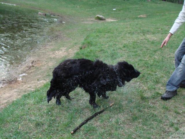 Фото: ньюфаундленд CHelendjer (Челенджер)