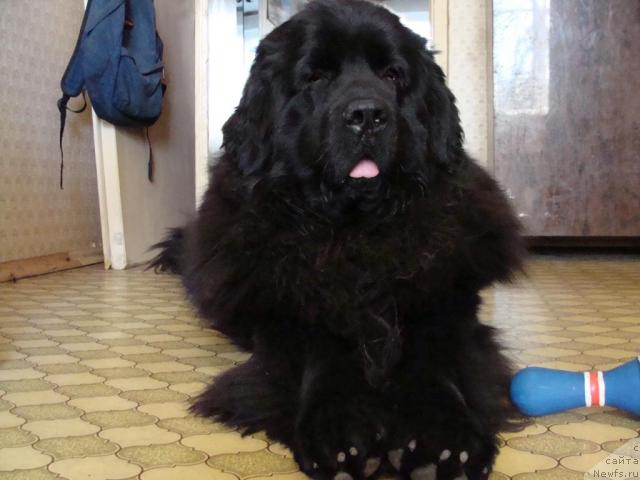 Фото: ньюфаундленд CHelendjer (Челенджер)