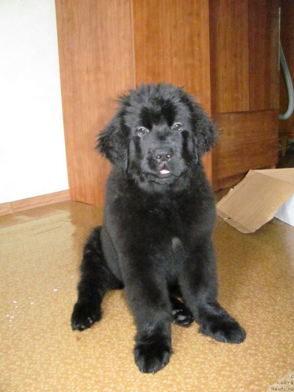 Фото: ньюфаундленд N'yufort SHikarnaya Ledi (Ньюфорт Шикарная Леди)